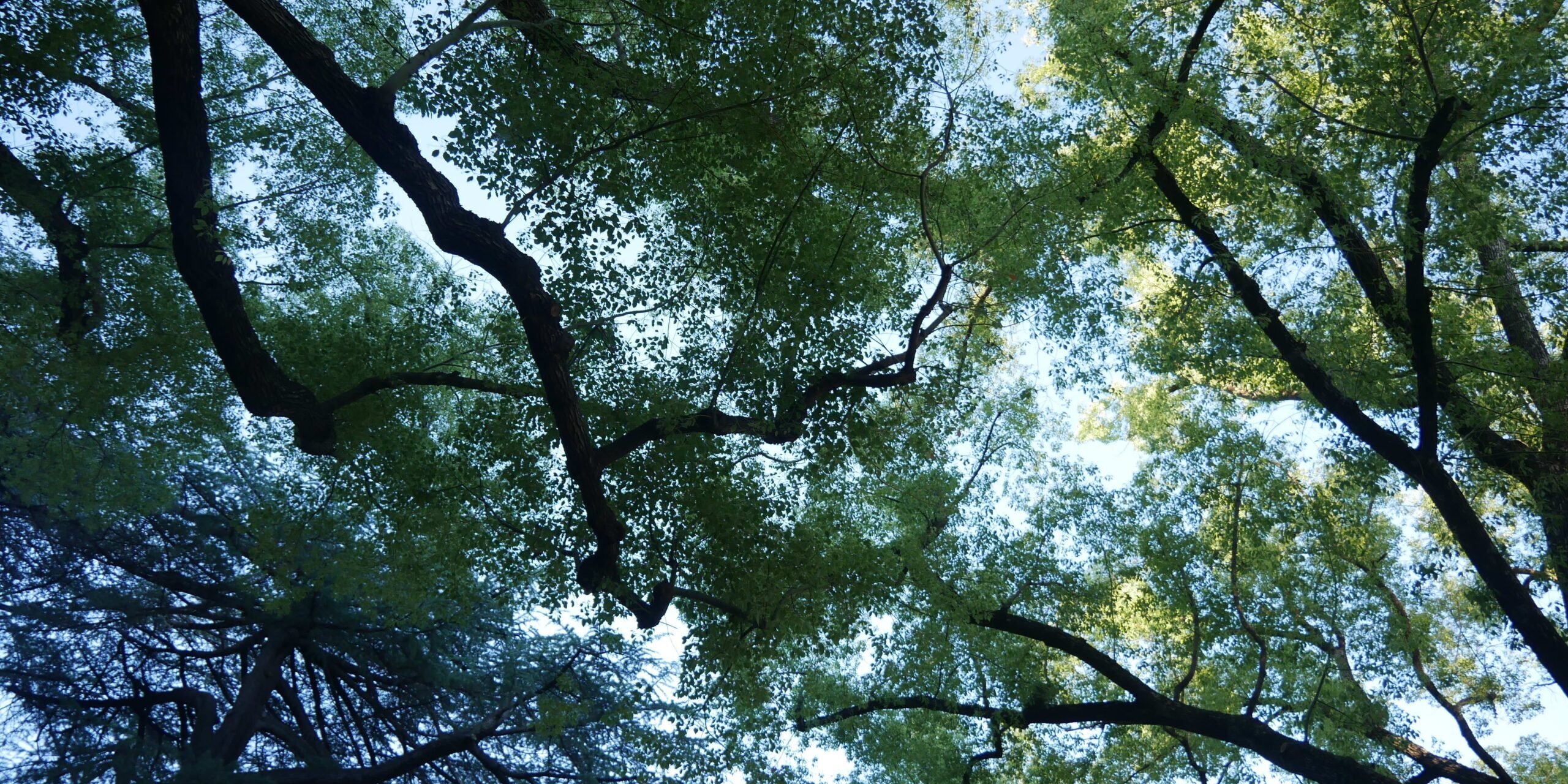 gibblesmash-asdf-hQ-3Ds5tgxk-unsplash
